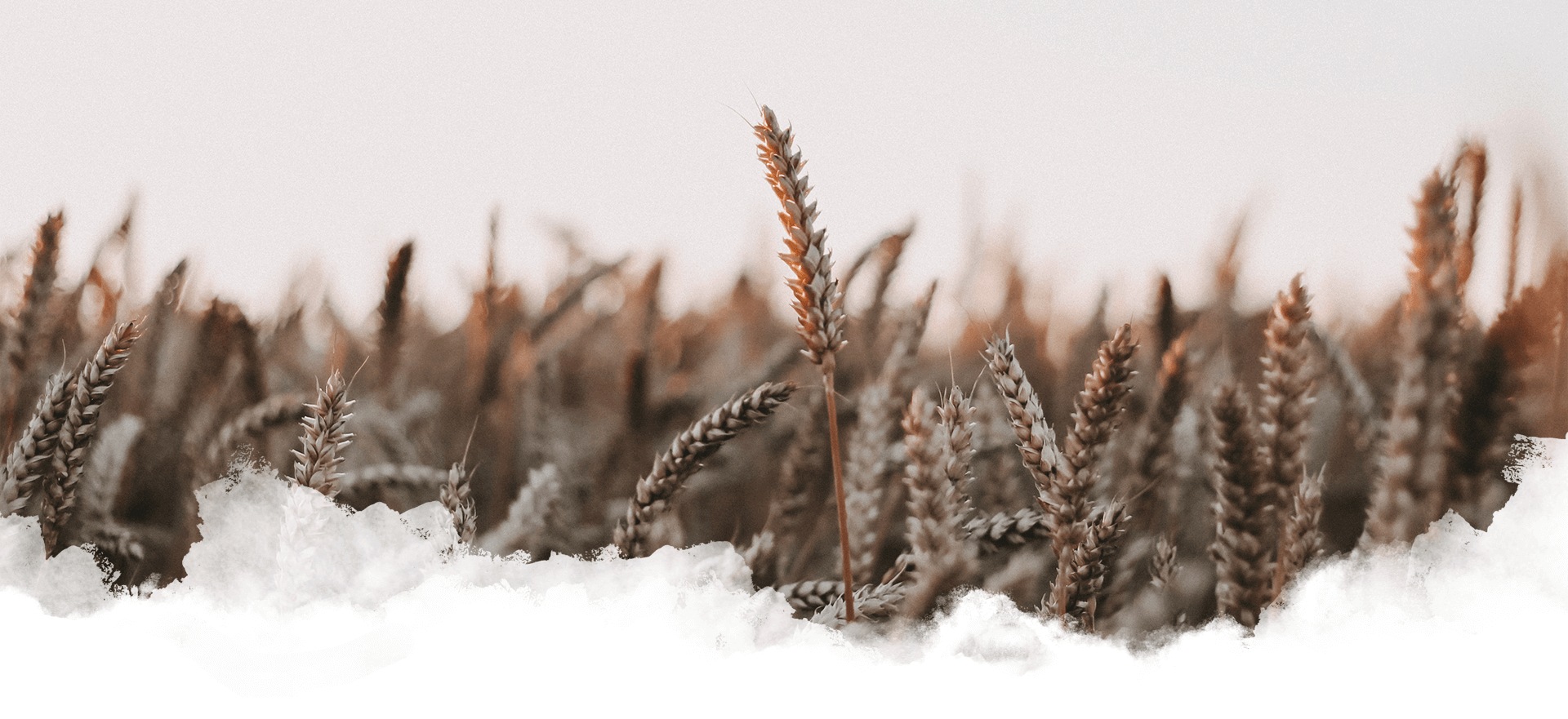 A close up of some grass in the snow